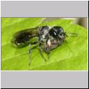 Pemphredon sp Grabwespe 14 10mm mit Blattlaus.jpg